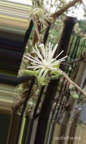 augmented_Alangium lamarckii flower6_0_2786.jpeg